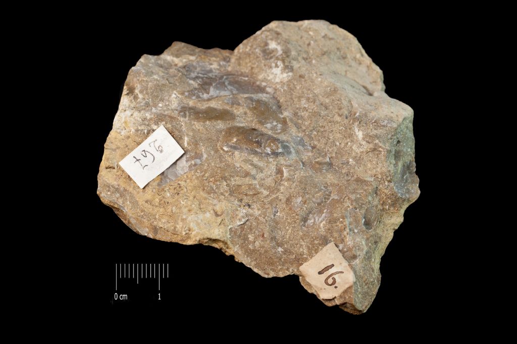 Fossile (invertebrato, mollusco, associazione fossile)