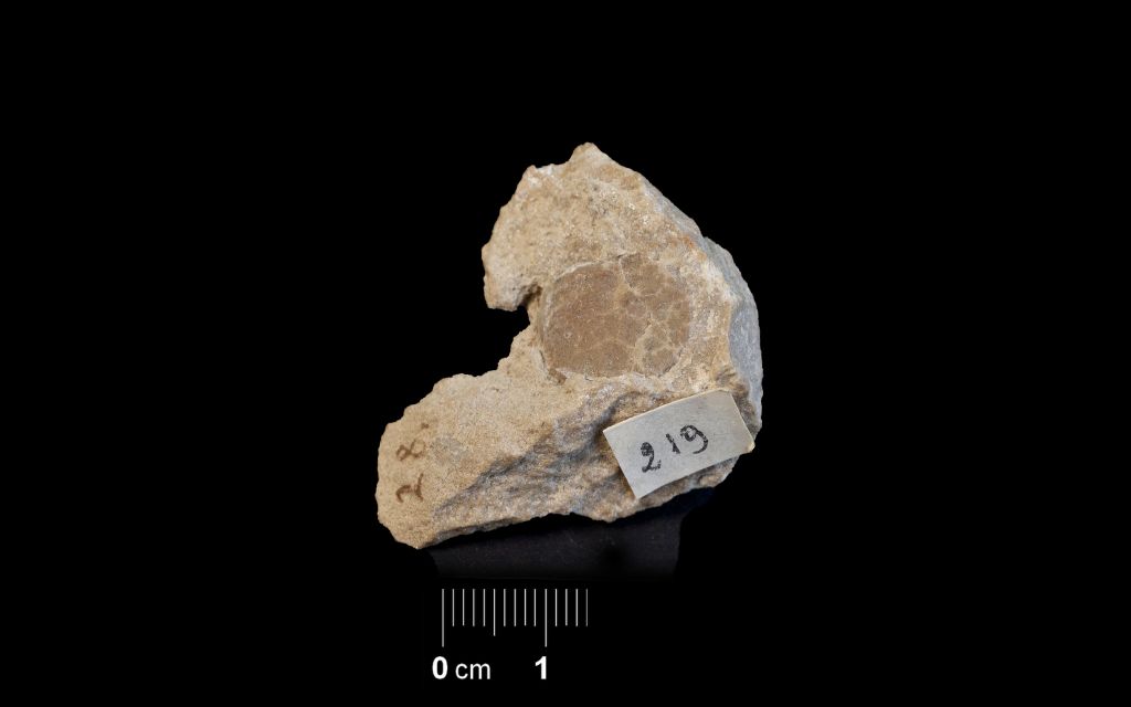 Fossile (invertebrato, mollusco, esemplare)