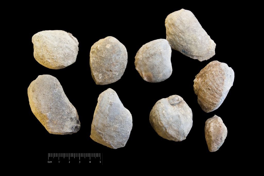 Fossile (invertebrato, bivalve, insieme)