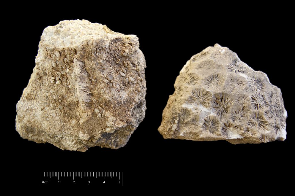 Fossile (invertebrato, coralli, associazione fossile)