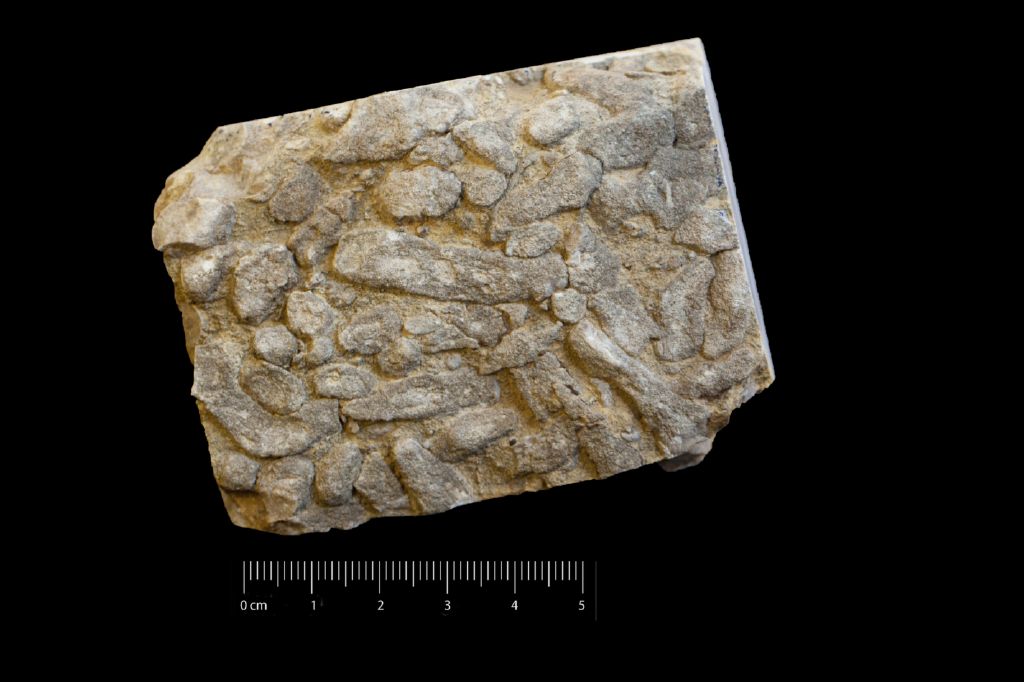 Fossile (invertebrato, coralli, associazione fossile)