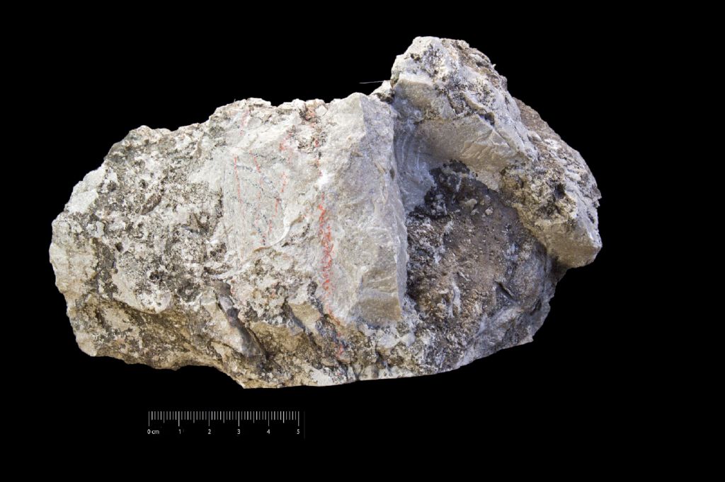 Fossile (invertebrato, coralli, associazione fossile)