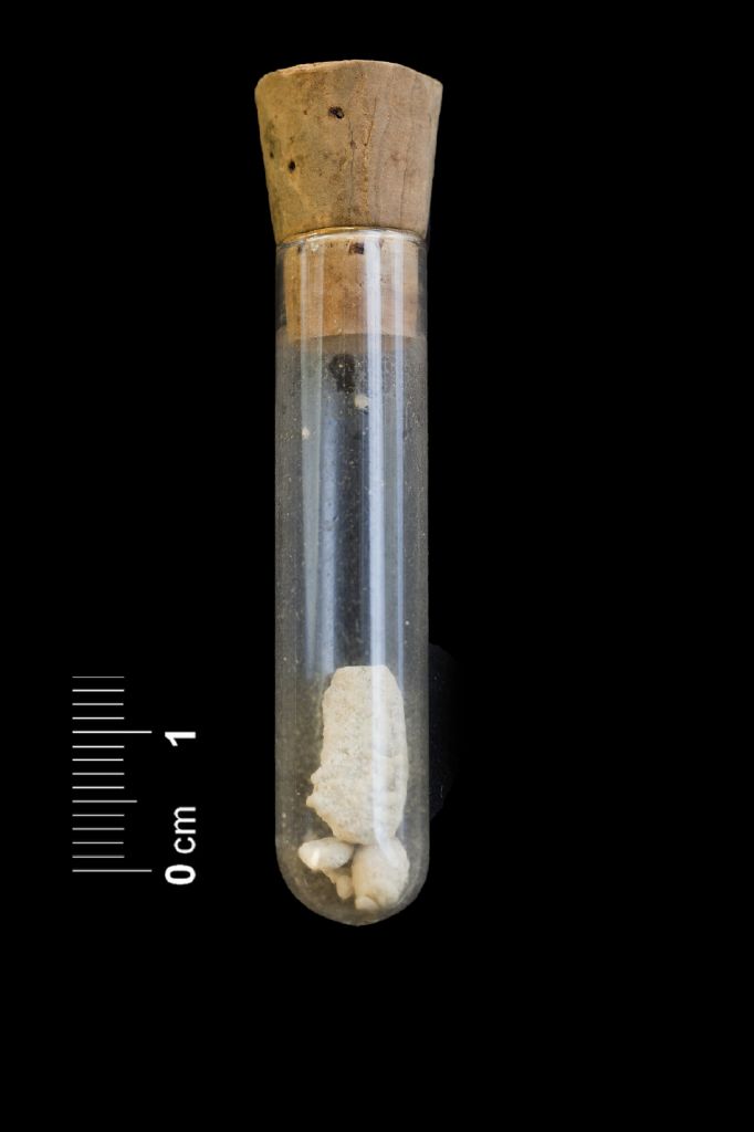 Fossile (lavati micropaleontologici, insieme)
