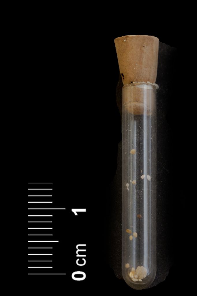 Fossile (lavati micropaleontologici, serie)