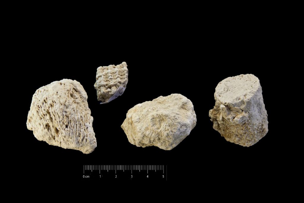 Fossile (invertebrato, corallo, associazione fossile)