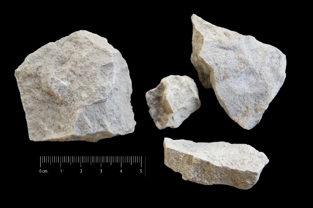 Fossile (calcare a foraminiferi, associazione fossile)