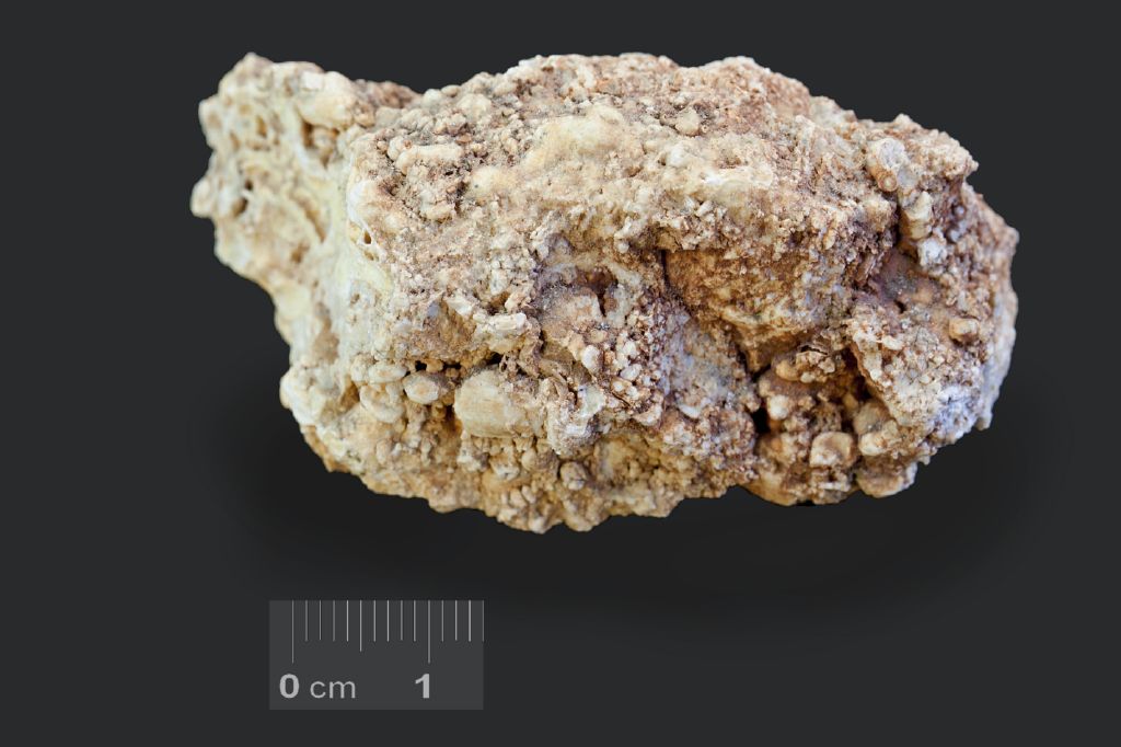 Fossile (colonia di coralli, associazione fossile)