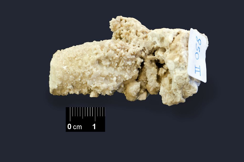 Fossile (colonia di coralli, associazione fossile)