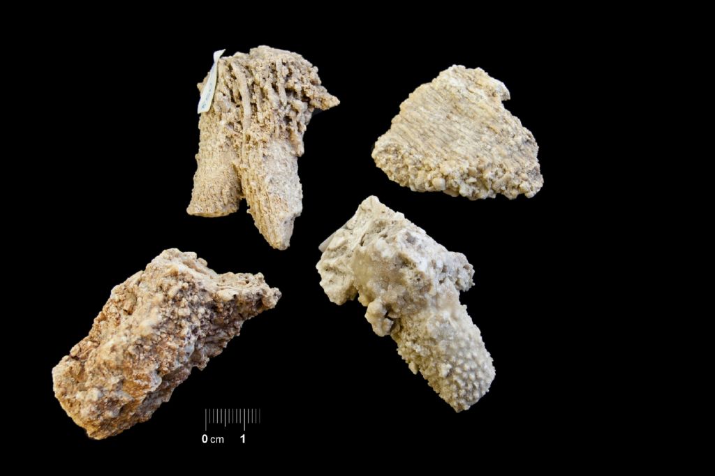 Fossile (colonie di coralli, serie)