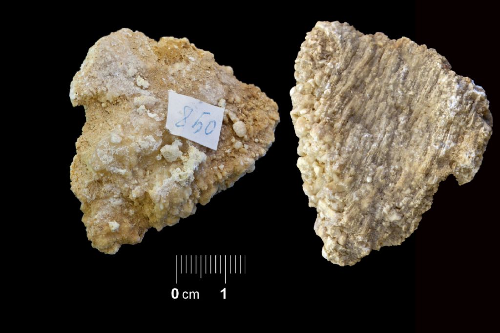 Fossile (colonia di coralli, associazione fossile)