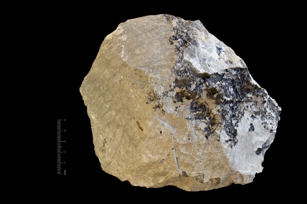 Fossile (invertebrato, coralli, associazione fossile)