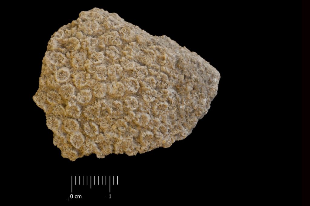 Fossile (invertebrato, corallo, associazione fossile)
