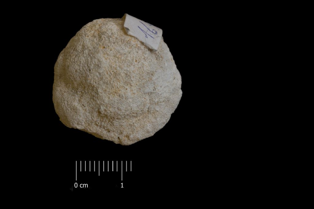 Fossile (invertebrato, briozoi, associazione fossile)