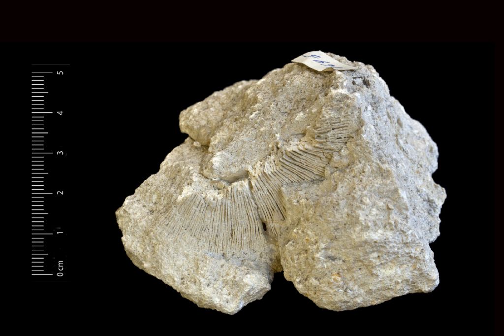 Fossile (invertebrato, corallo, esemplare)