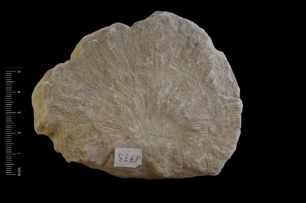 Fossile (invertebrato, corallo, esemplare)