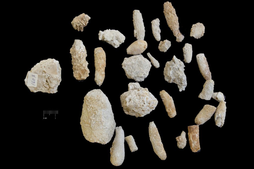 Fossile (invertebrato, corallo, insieme)