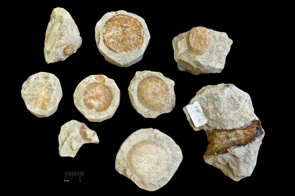 Fossile (invertebrato, briozoi, serie)