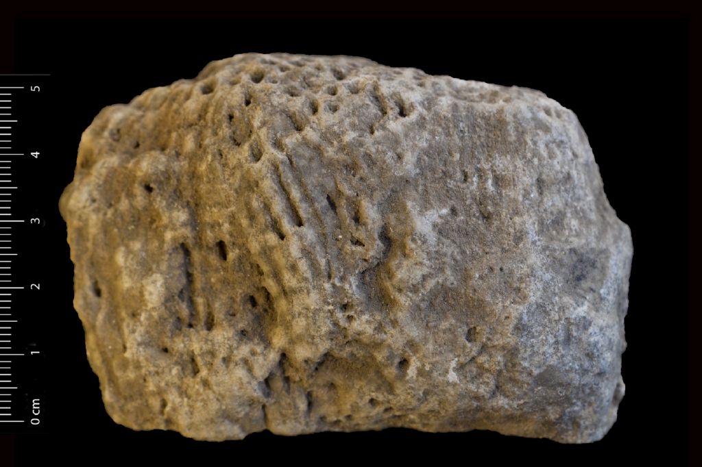 Fossile (invertebrato, corallo, associazione fossile)
