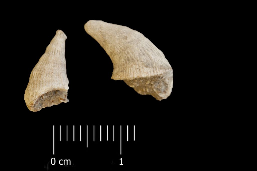 Fossile (invertebrato, corallo, esemplare)