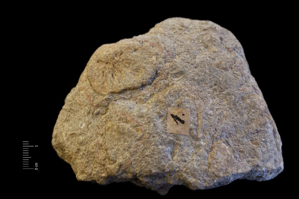 Fossile (invertebrato, corallo, associazione fossile)