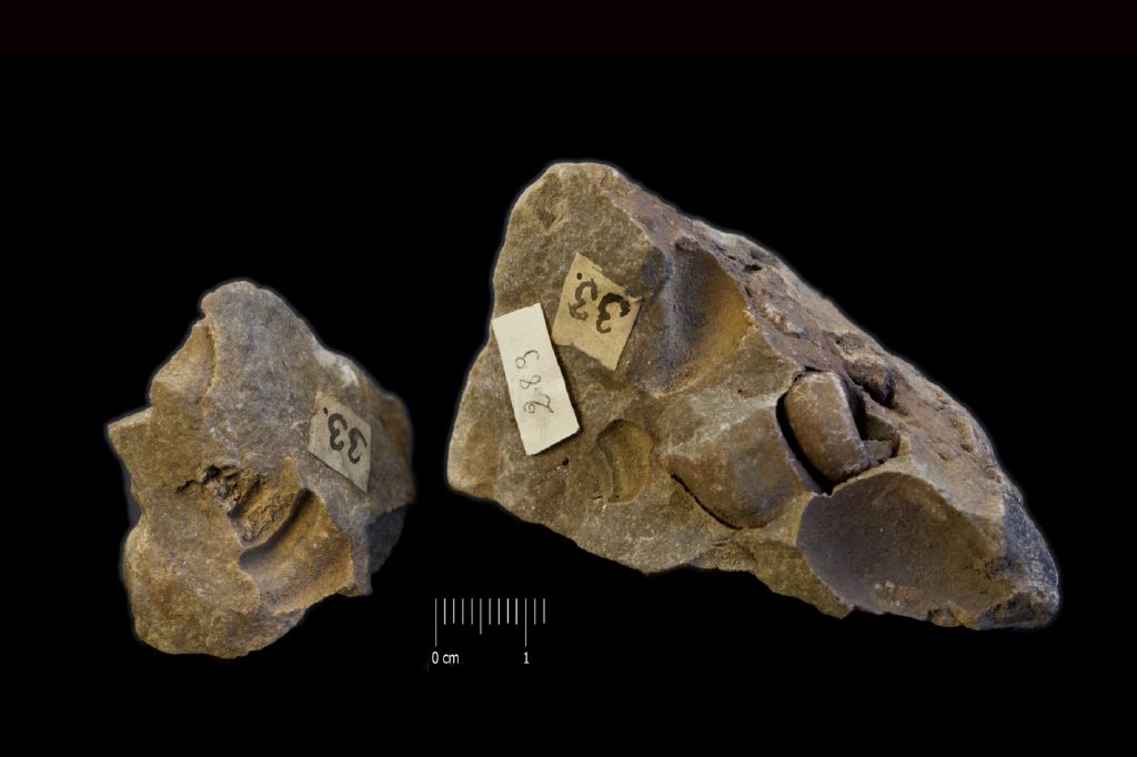 Fossile (invertebrato, gasteropode, serie)