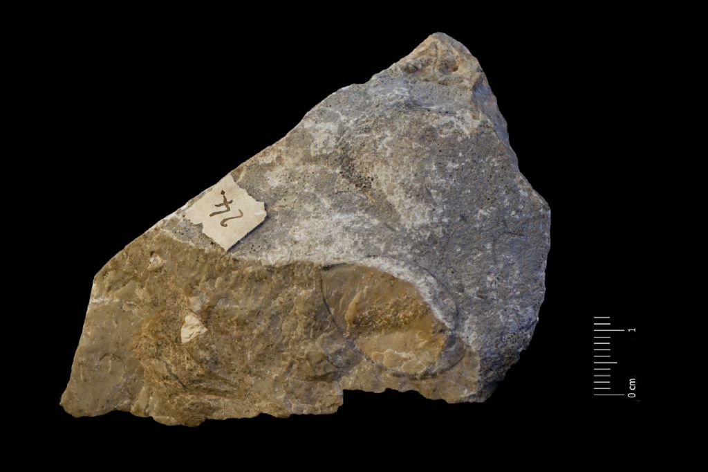 Fossile (invertebrato, brachiopode, associazione fossile)