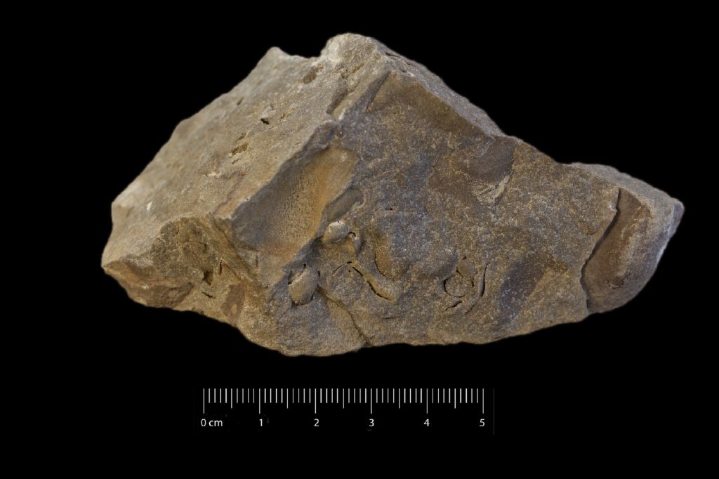 Fossile (invertebrato, gasteropode, associazione fossile)