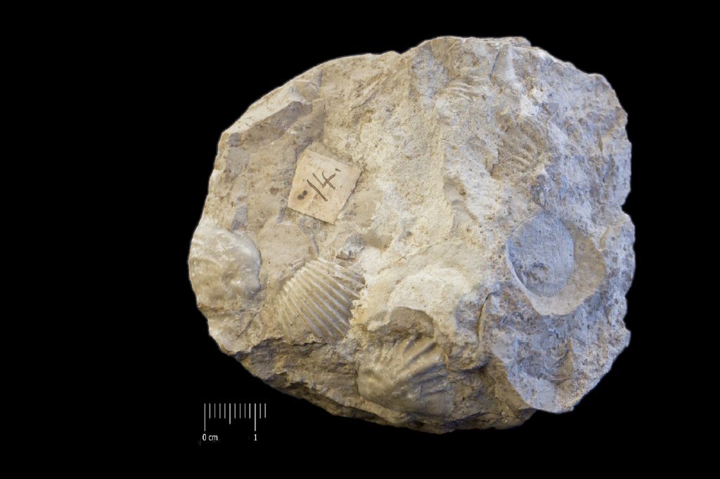 Fossile (invertebrato, brachiopode, associazione fossile)