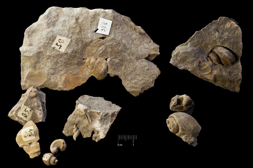 Fossile (invertebrato, gasteropode, associazione fossile)