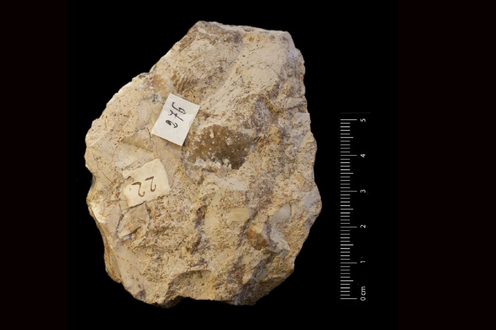 Fossile (invertebrato, brachiopode, associazione fossile)