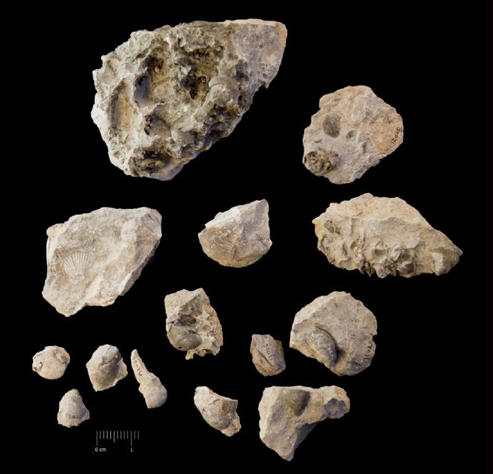 Fossile (invertebrato, bivalve, associazione fossile)