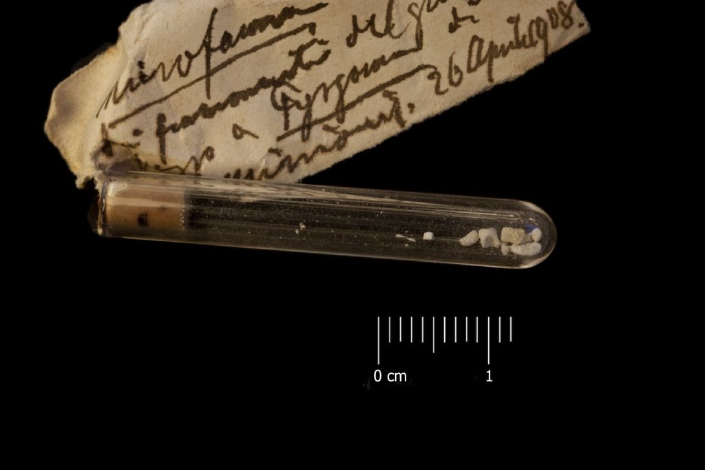 Fossile (microfossili, foraminiferi, insieme)