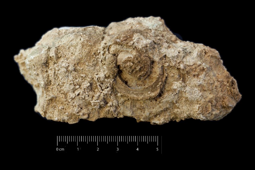 Fossile (invertebrato, bivalve, esemplare)