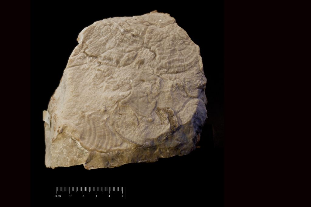 Fossile (invertebrato, corallo, associazione fossile)
