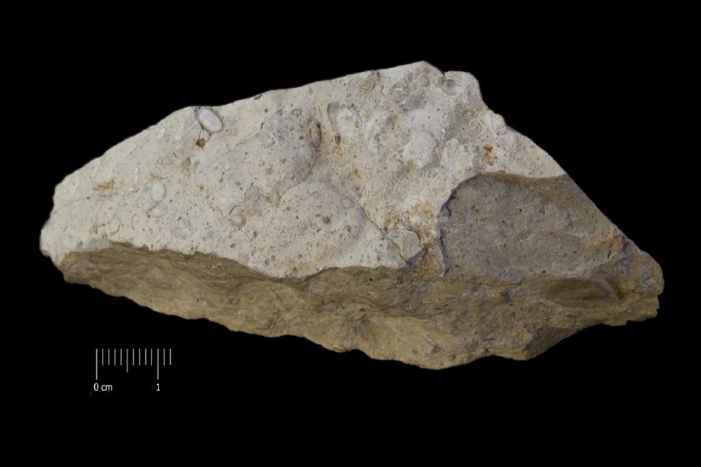 Fossile (calcare a microfossili, associazione fossile)