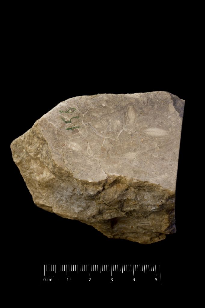 Fossile (calcare a microfossili, foraminiferi, associazione fossile)