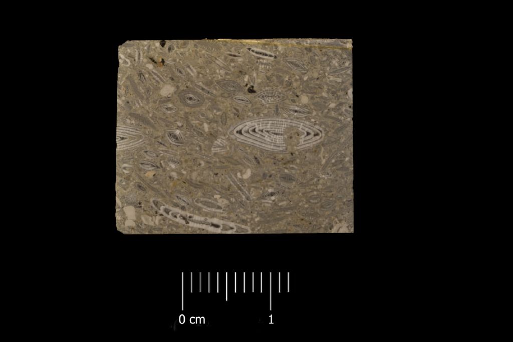 Preparato per microscopio (calcare a microfossili, foraminiferi, associazione fossile)