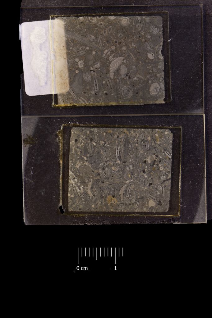 Preparato per microscopio (calcare a microfossili, foraminiferi, associazione fossile)