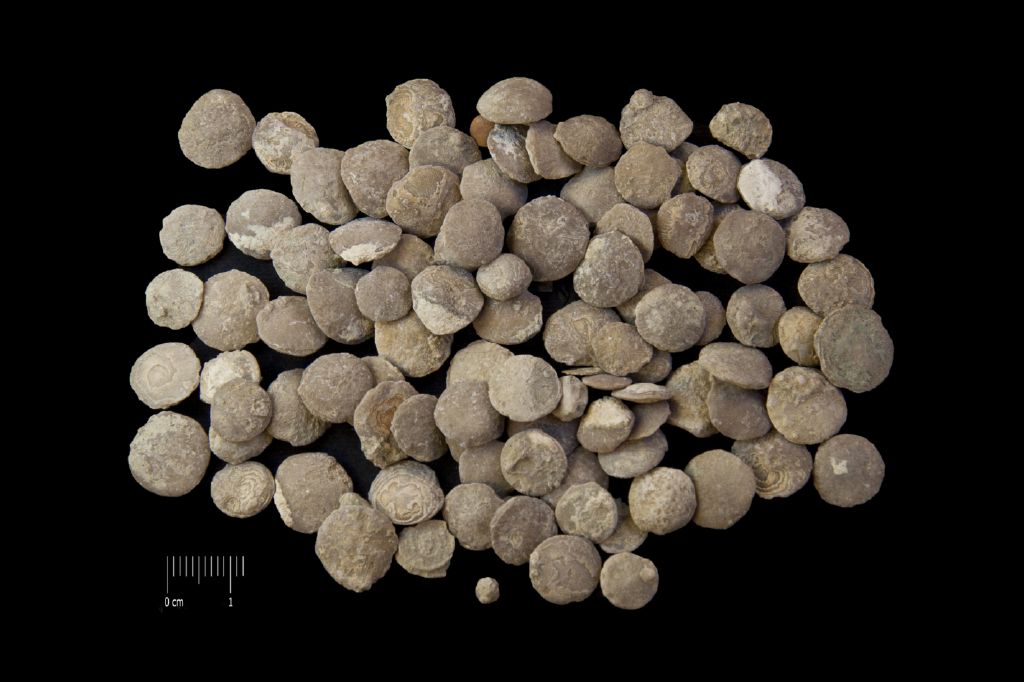 Fossile (microfossili, associazione fossile)