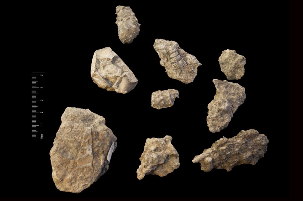 Fossile (invertebrati, gasteropodi, insieme)