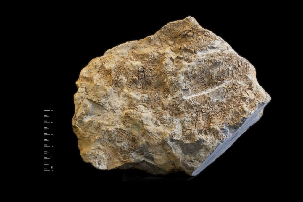 Fossile (invertebrato, crinoide e mollusco, insieme)