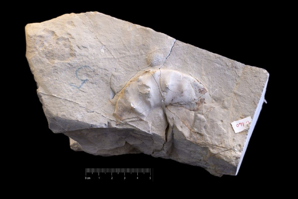 Fossile (invertebrato, cefalopode, esemplare)