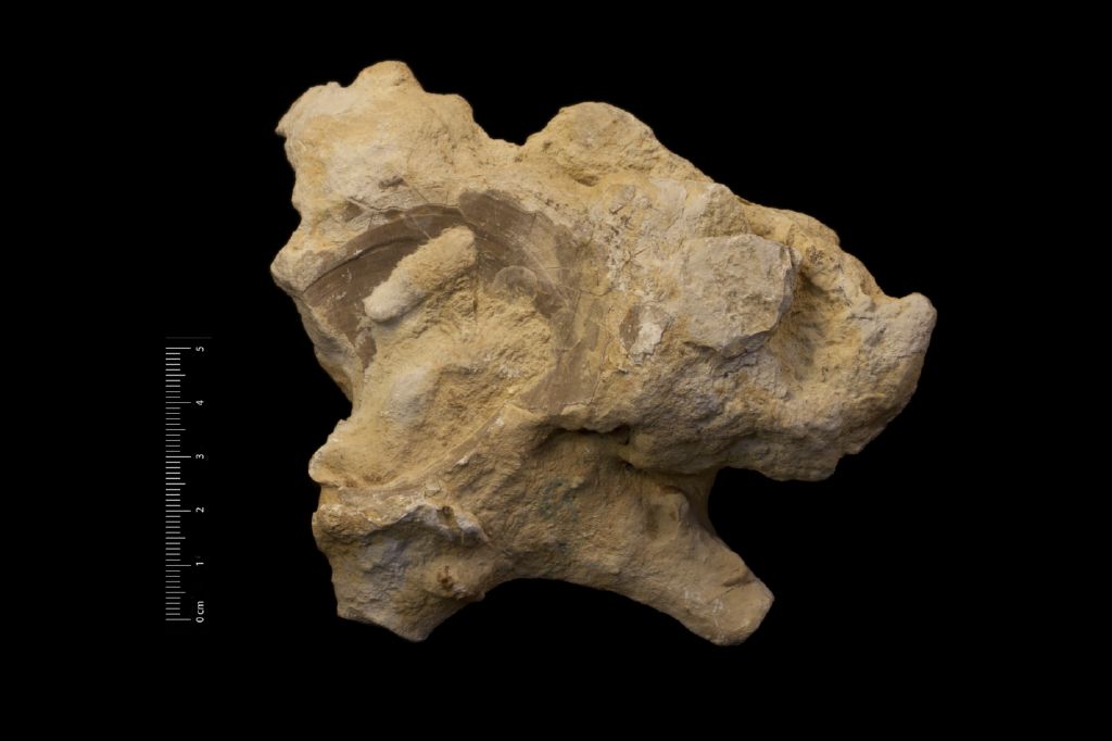 Fossile (invertebrato, mollusco, esemplare)