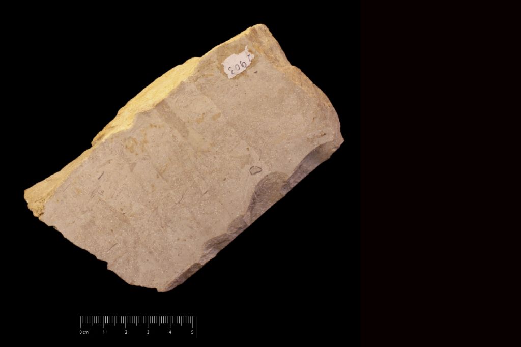 Fossile (calcare a miliolidi, associazione fossile)