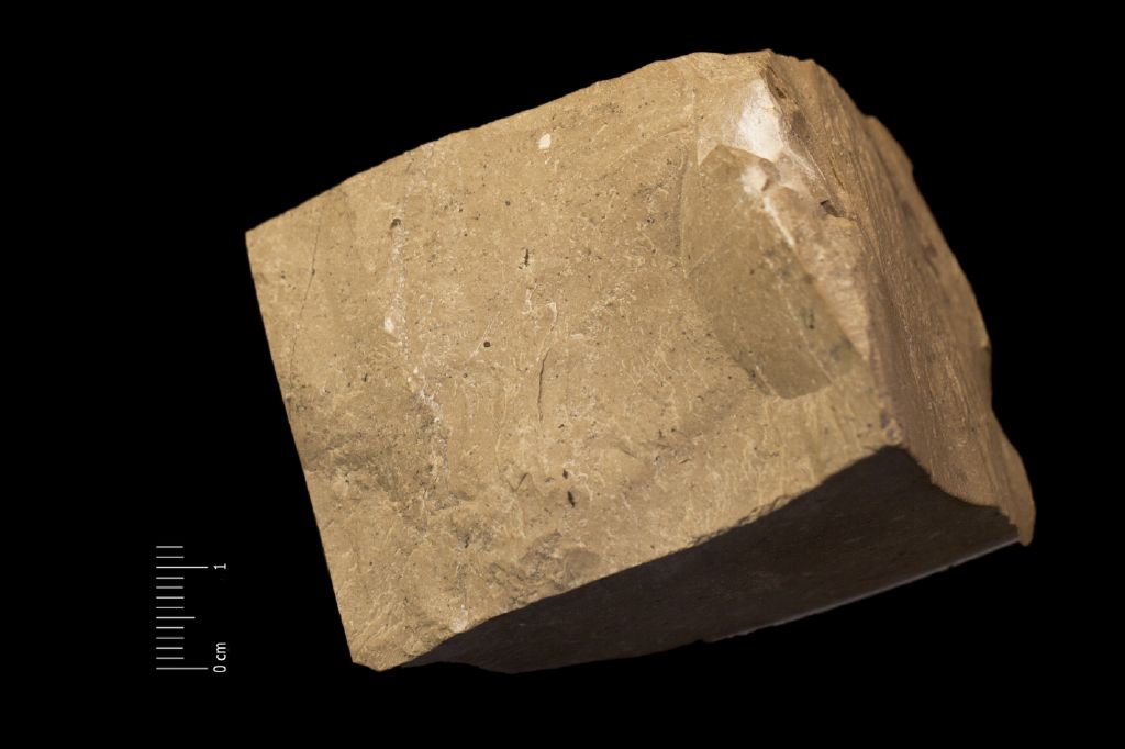 Fossile (calcare a microfossili, foraminiferi, associazione fossile)