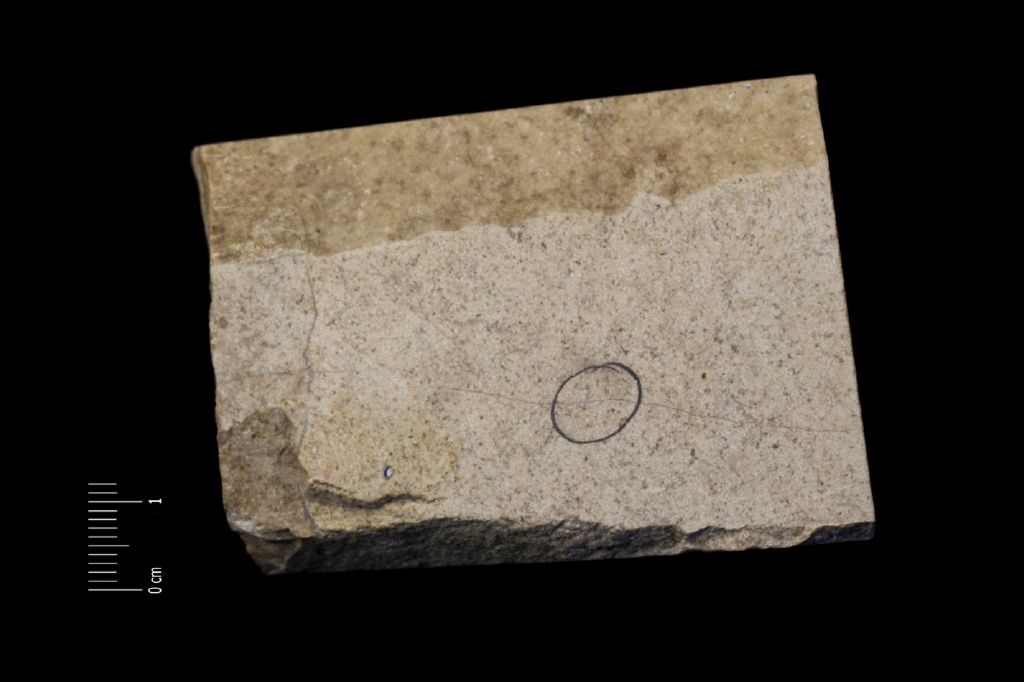 Fossile (calcare a microfossili, foraminiferi, associazione fossile)