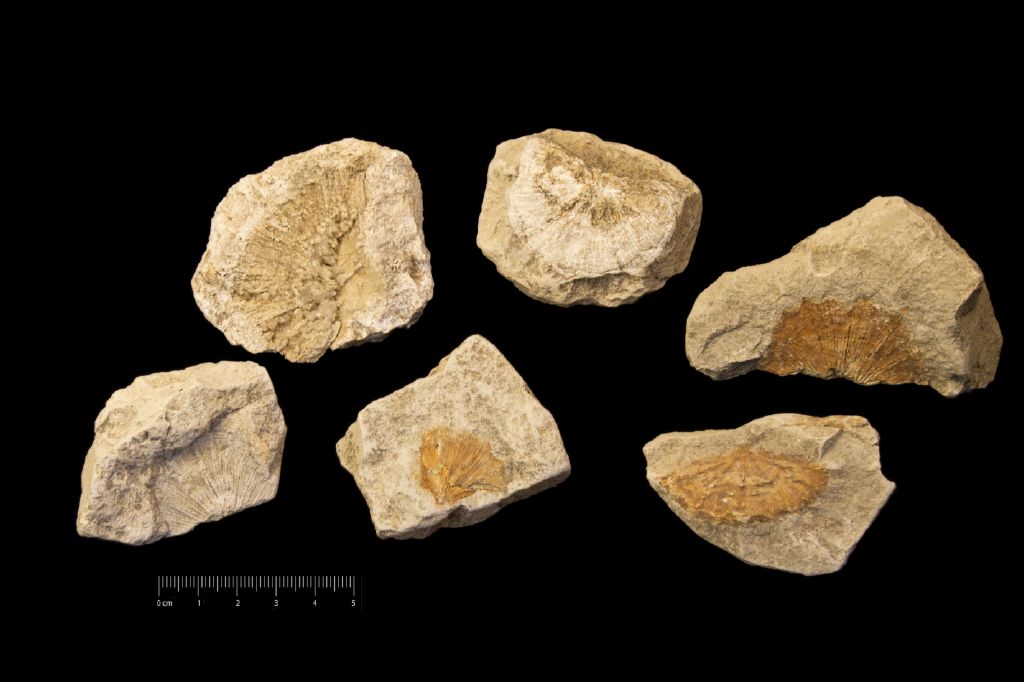 Fossile (invertebrato, corallo, insieme)