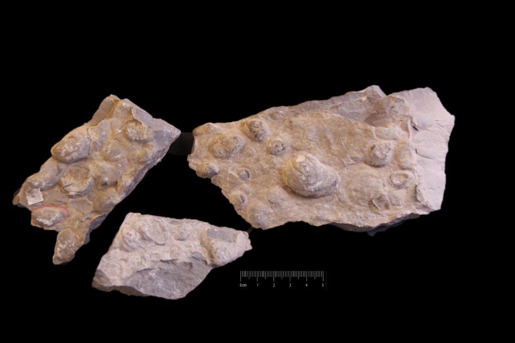 Fossile (invertebrato, bivalve, associazione fossile)