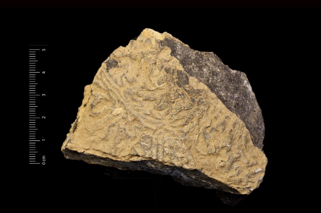 Fossile (invertebrato, coralli, associazione fossile)