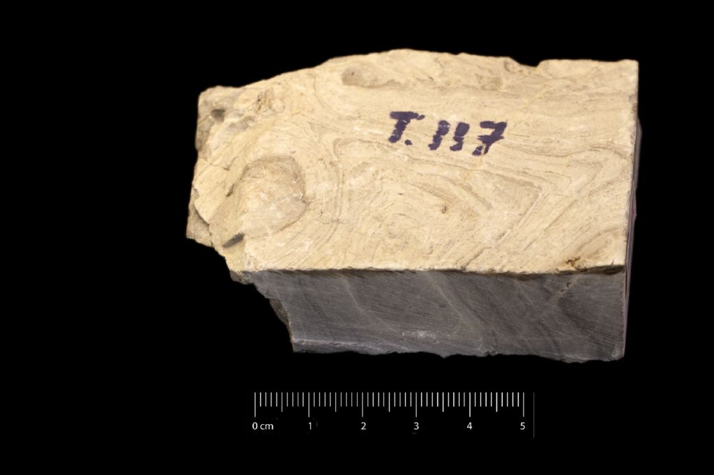 Fossile (calcare a stromatoliti, associazione fossile)